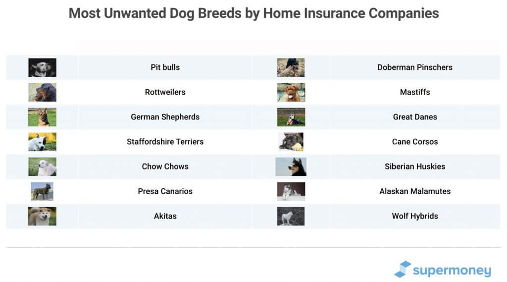 How to Find Renters and Home Insurance That Covers Dogs SuperMoney