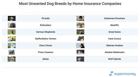 are dogs covered by home insurance