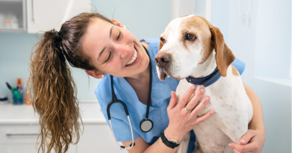 How Much Money Do Veterinarians Get Paid A Year