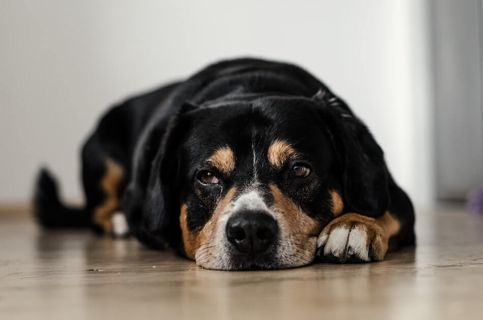 Front view of black dog lying on wooden floor