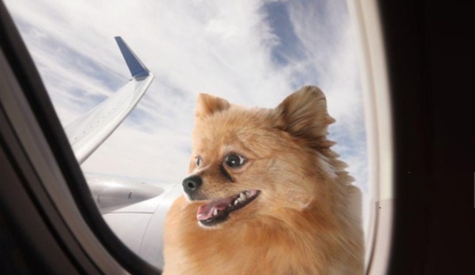 How Much Does it Cost to Fly a Dog? A Complete Breakdown SuperMoney